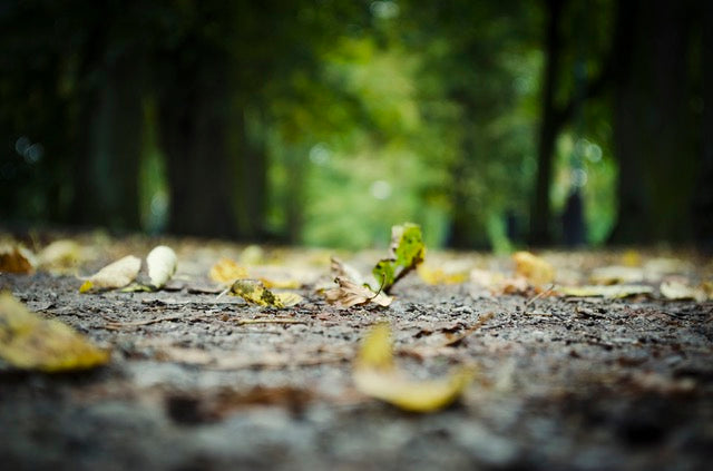 September Wellness Tip: Mindful Walking